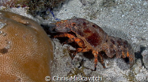 Spanish Lobster out for a walk during a night dive..... by Chris Miskavitch 